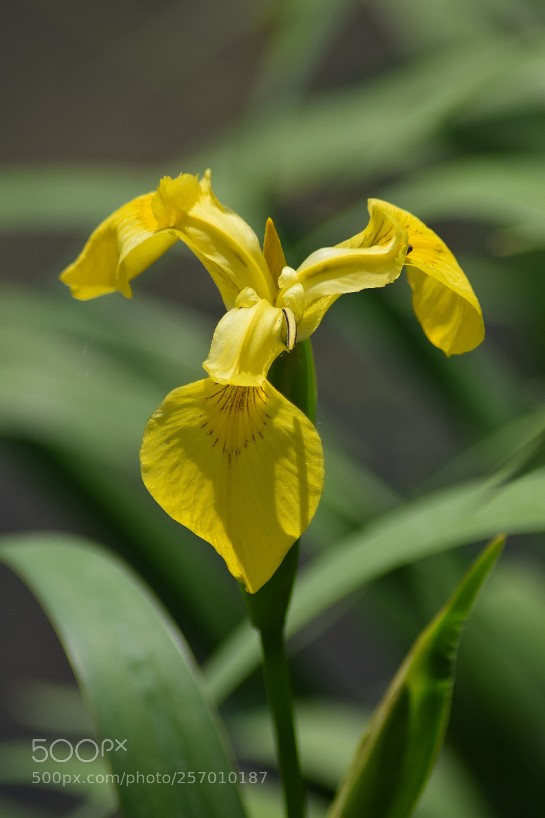 Nikon D3300 sample photo. Iris pseudacorus photography