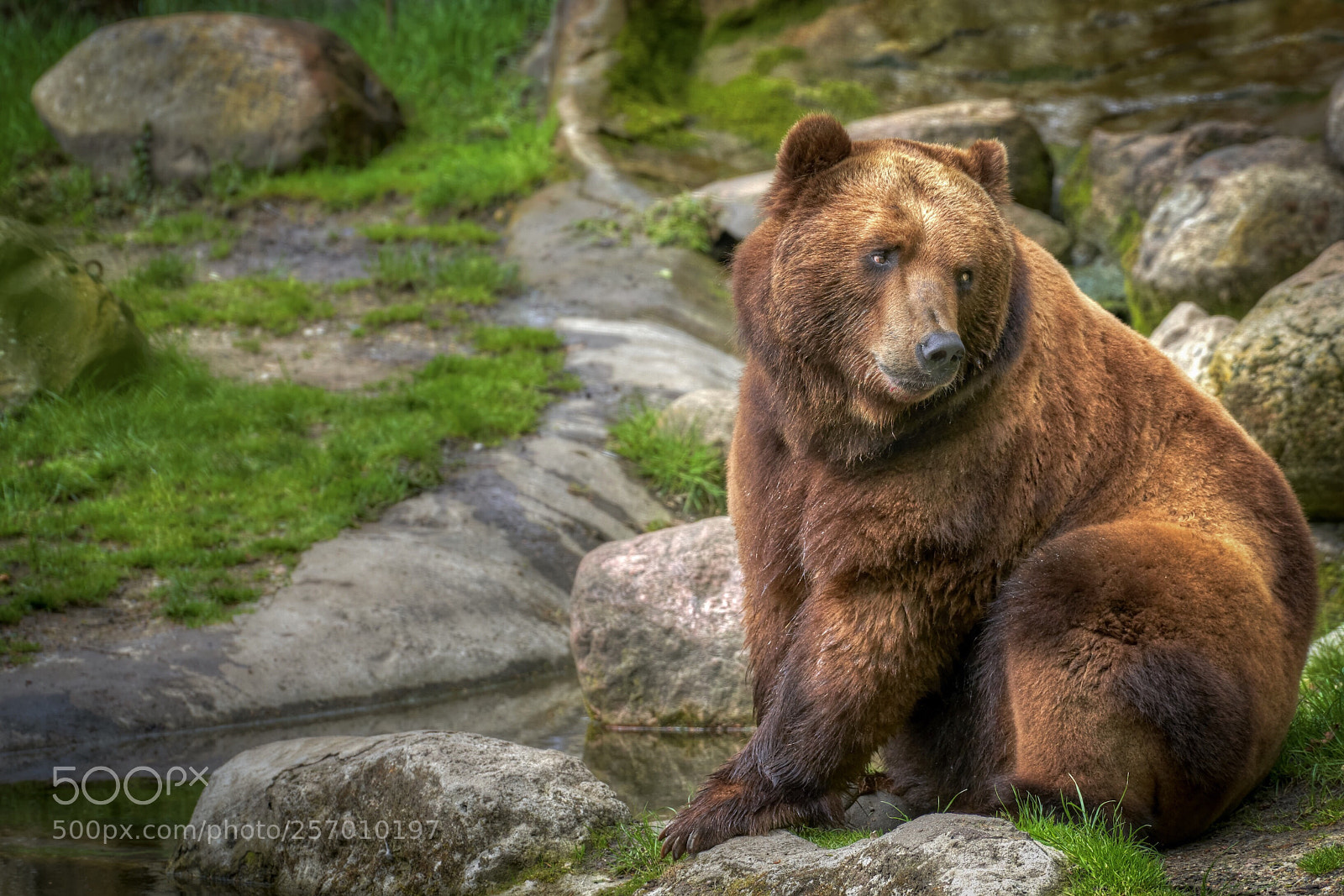 Sony a7R III sample photo. Kamtschatka-bär photography