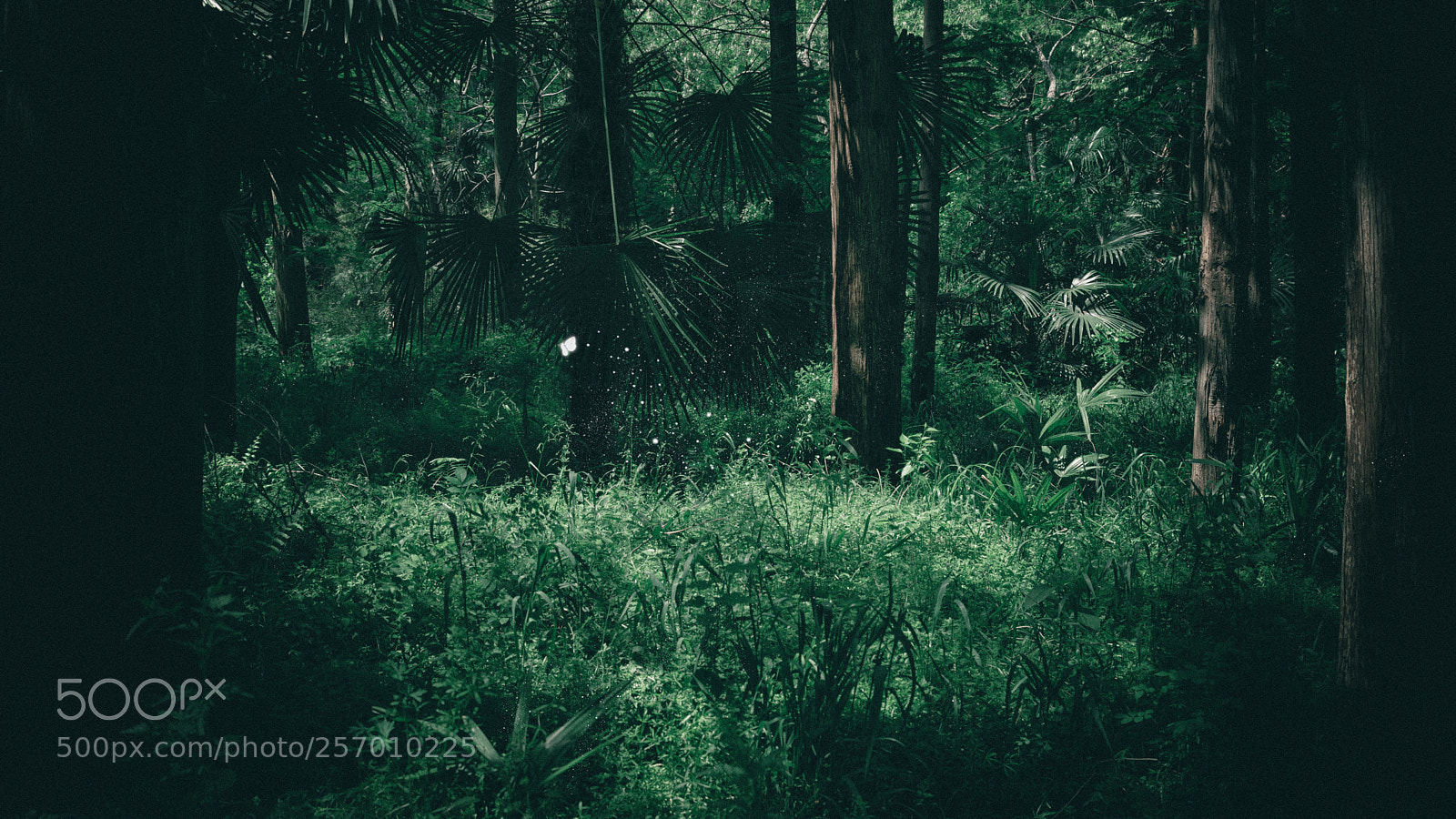 Nikon D610 sample photo. Fairy photography
