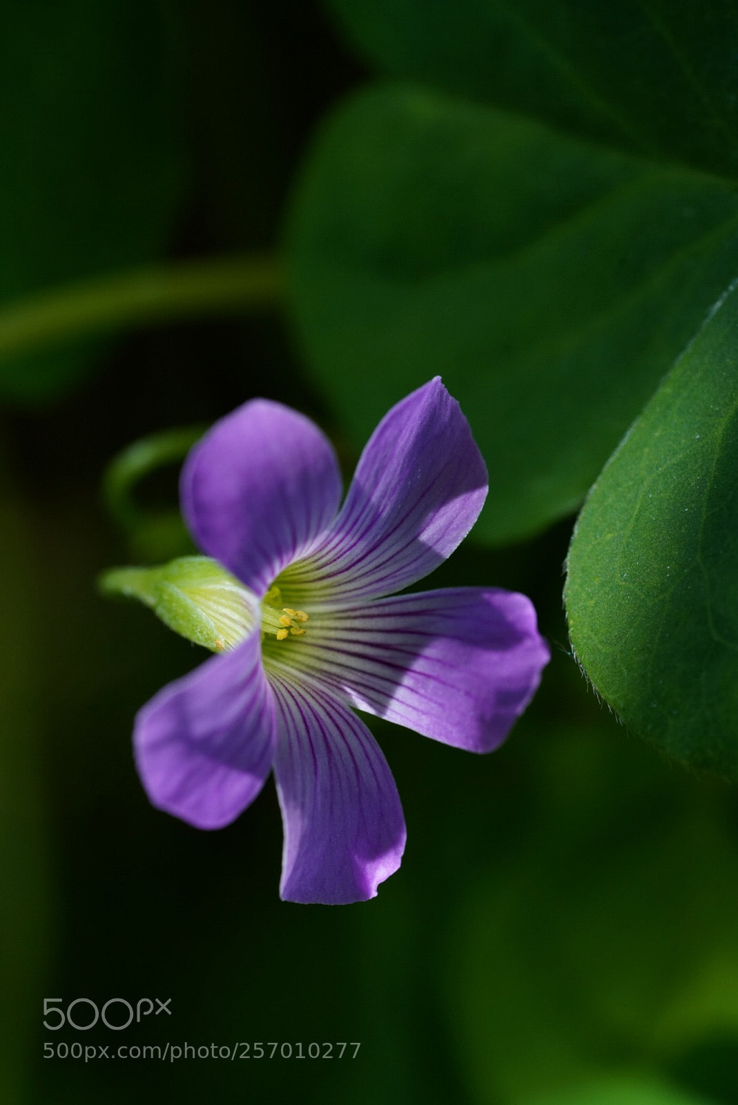 Sony a7R III sample photo. 酢浆草 photography