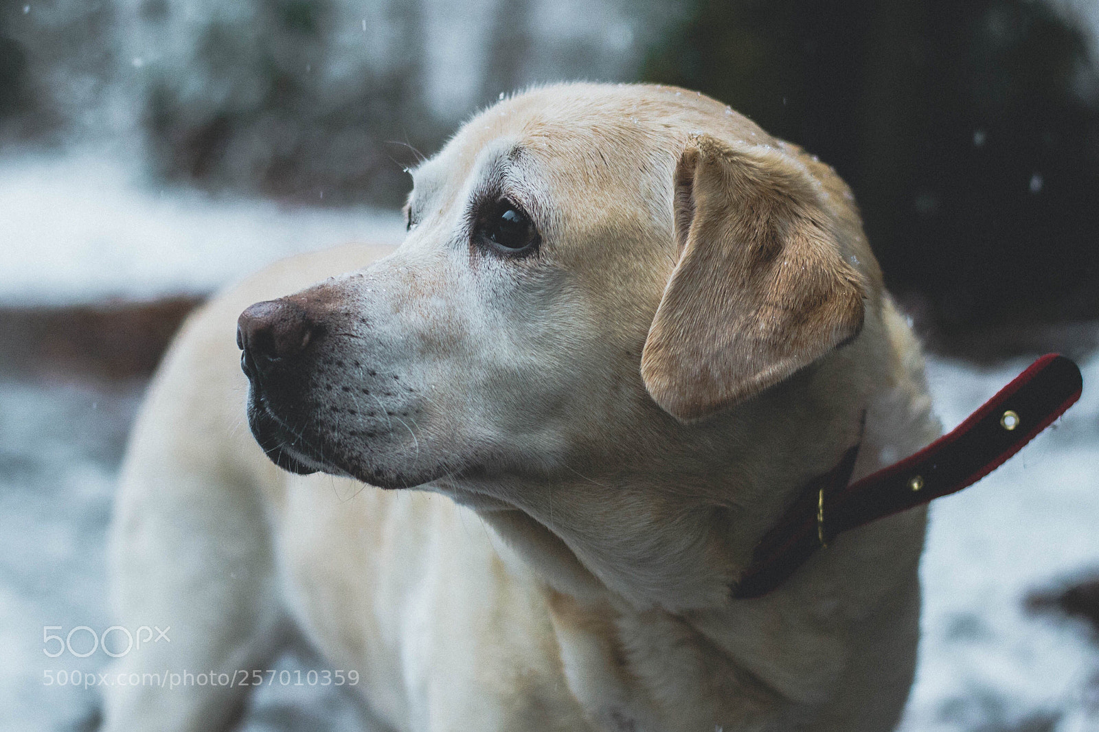 Nikon D3100 sample photo. Christmas pup photography