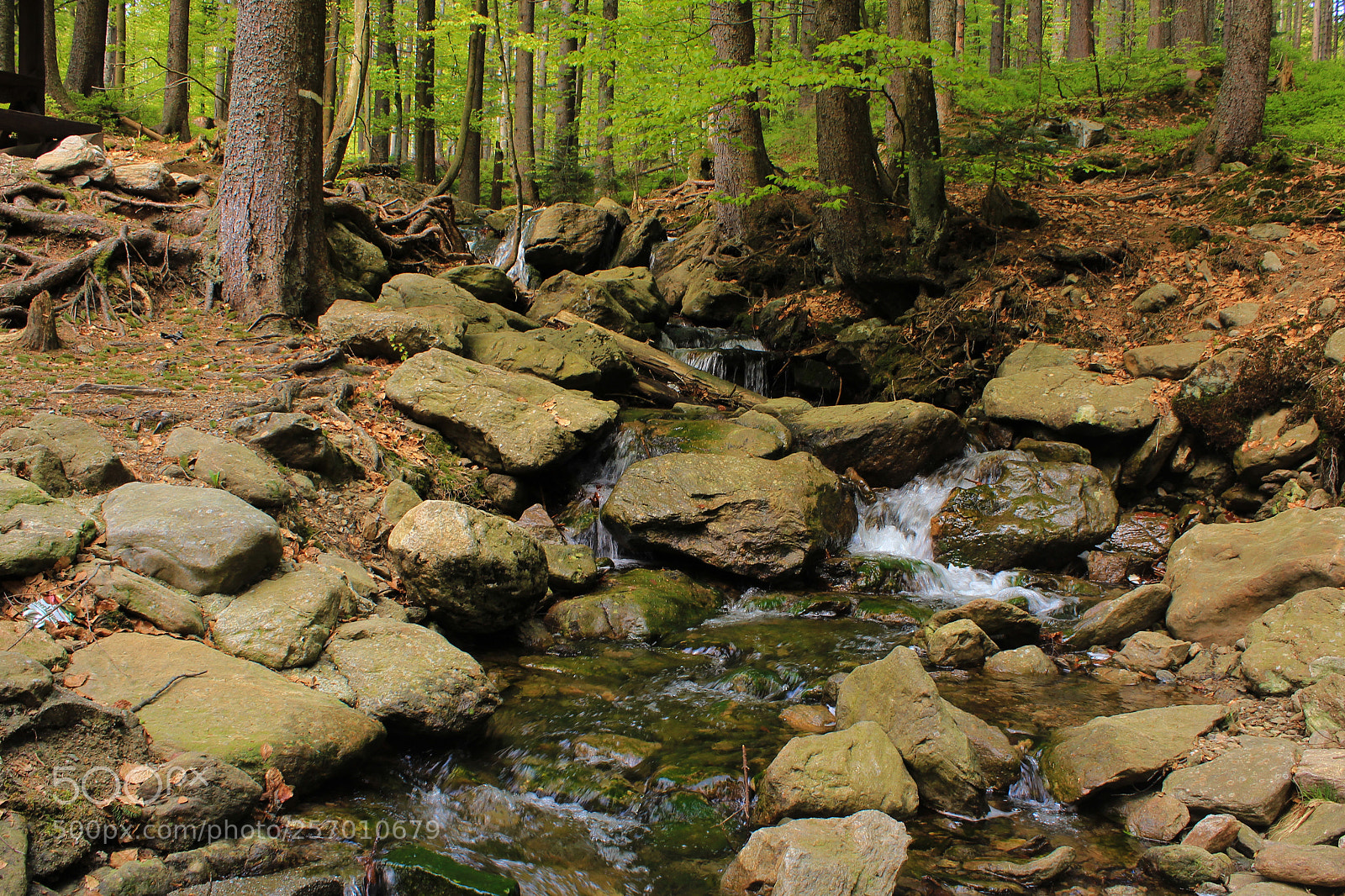 Canon EOS 1200D (EOS Rebel T5 / EOS Kiss X70 / EOS Hi) sample photo. In the woods photography