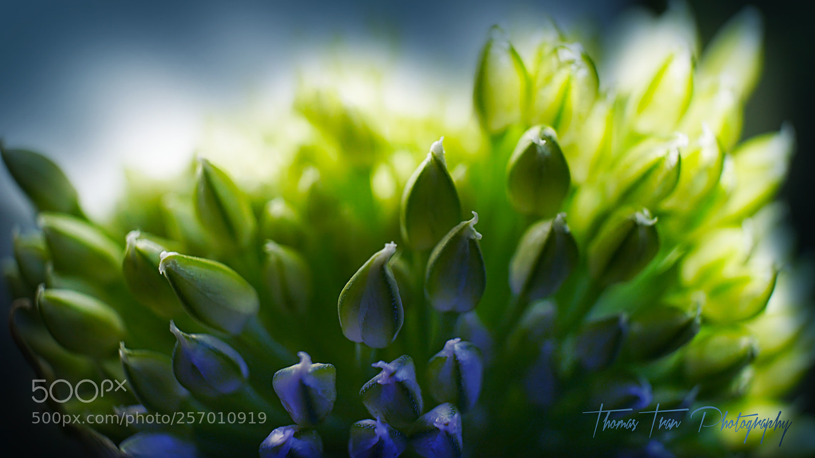 Sony a6000 sample photo. Tiny onion flower seeds photography