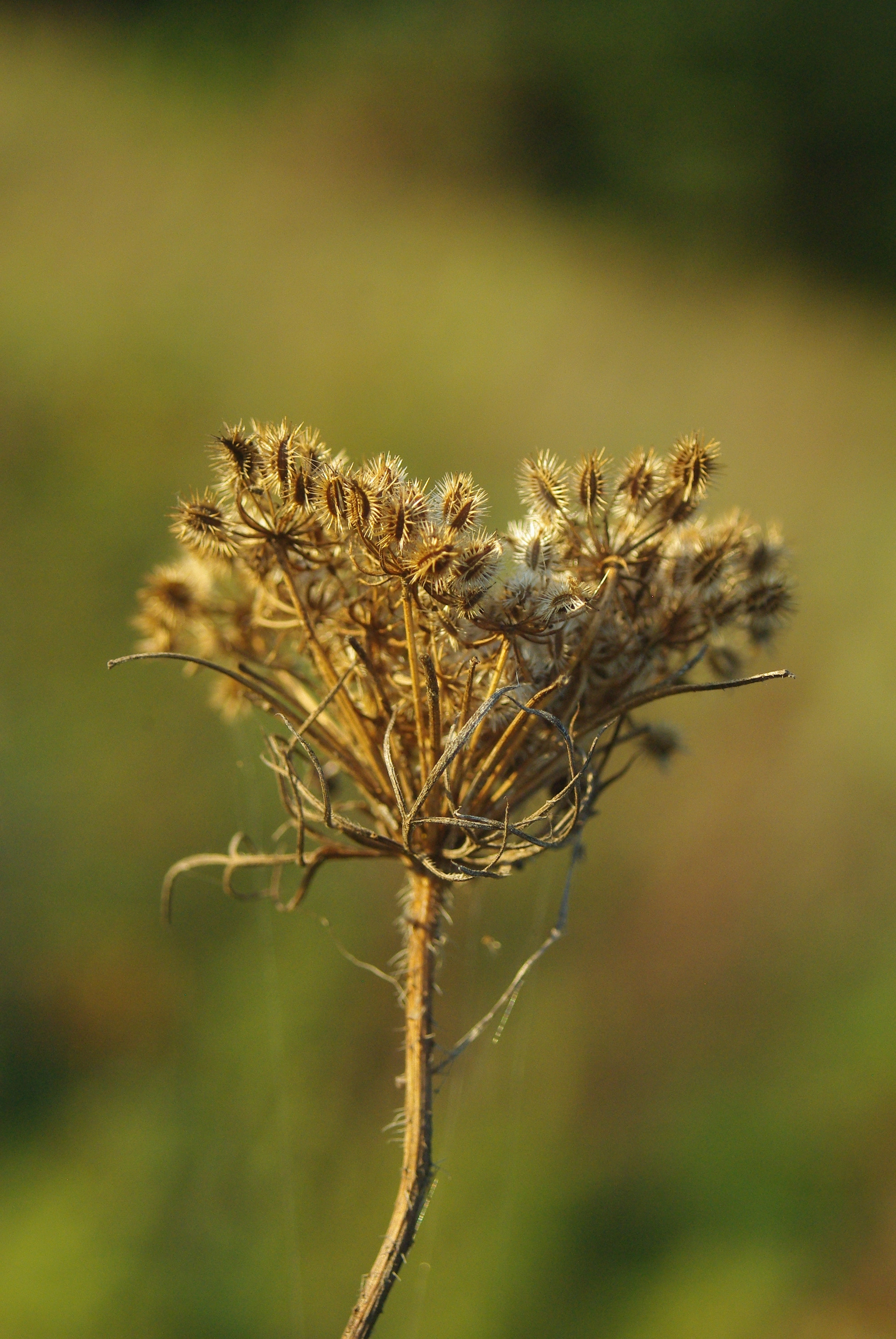 Pentax K200D sample photo