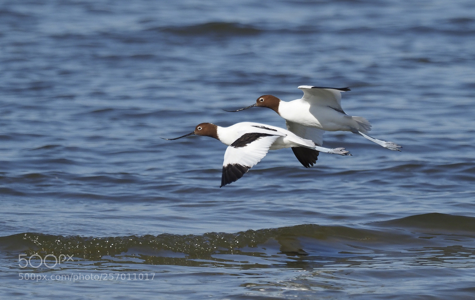 Olympus OM-D E-M1 Mark II sample photo. Red-necked avocets in flight photography