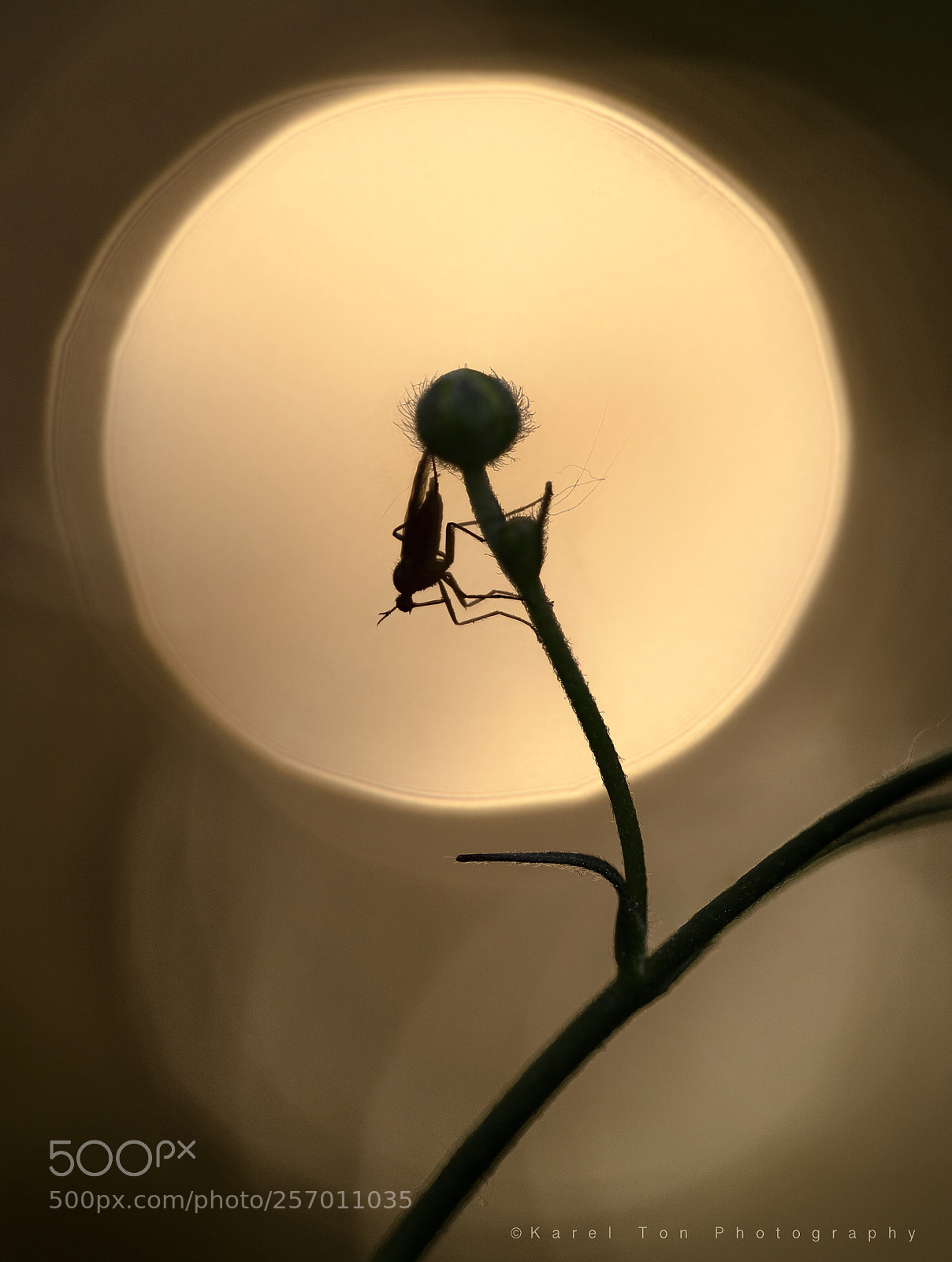 Canon EOS 6D sample photo. “sunset bug”
 photography