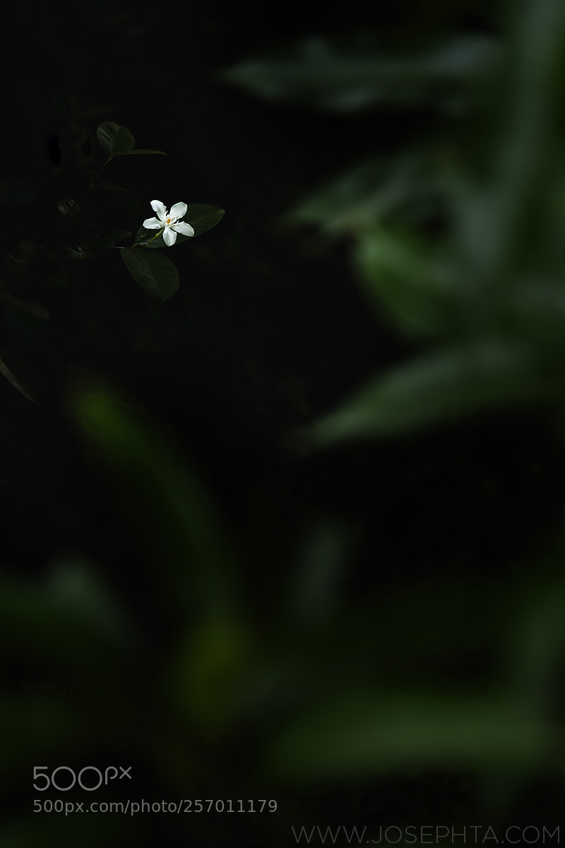 Nikon D850 sample photo. Solace in the light photography