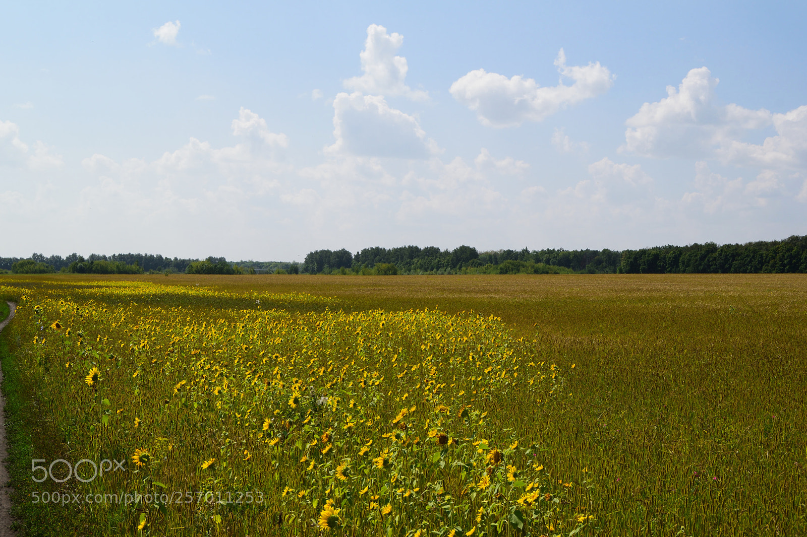 Nikon D3300 sample photo. Colotful field photography
