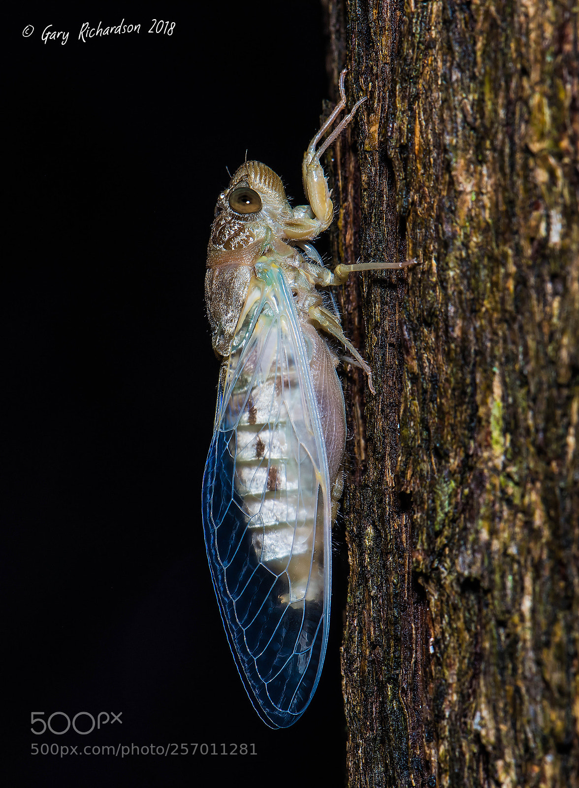 Nikon D810 sample photo. Cicada pak chong thailand () photography