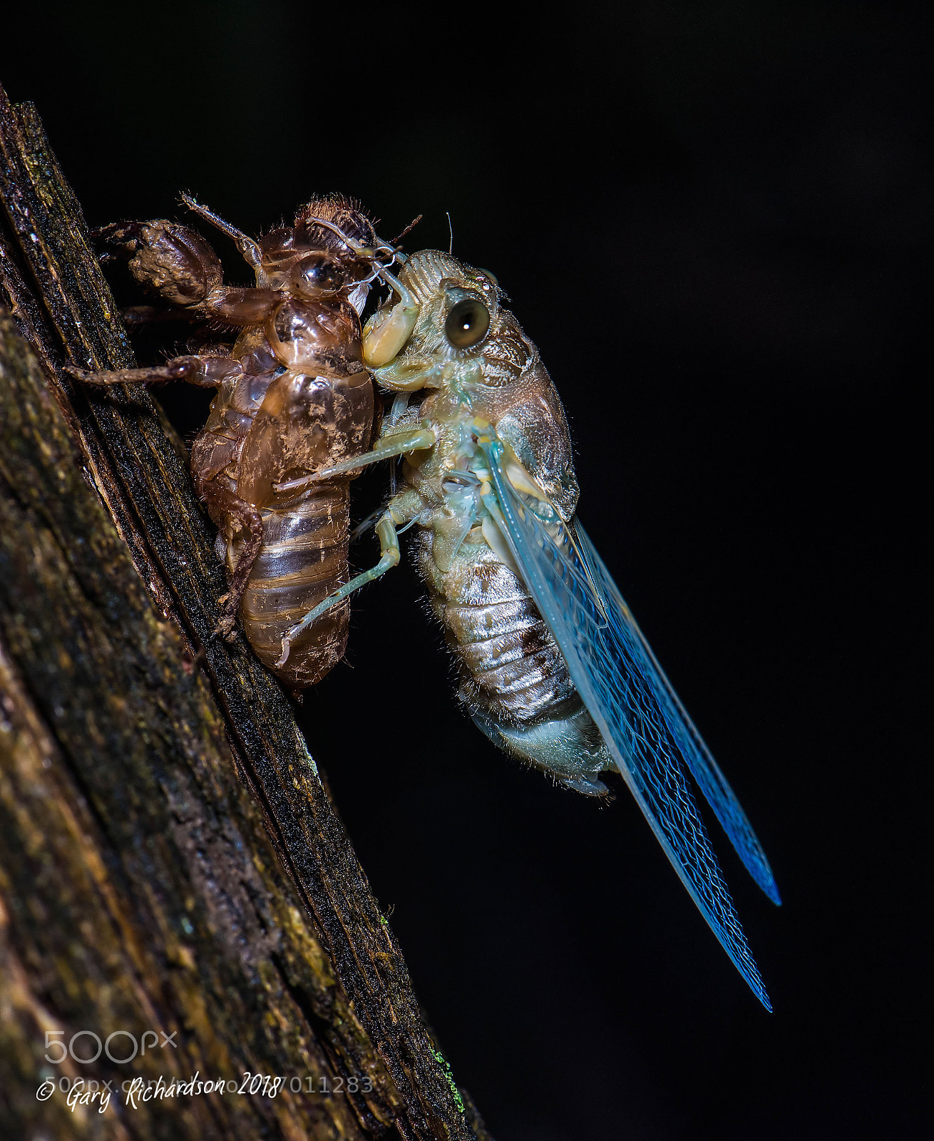 Nikon D810 sample photo. Cicada pak chong thailand () photography