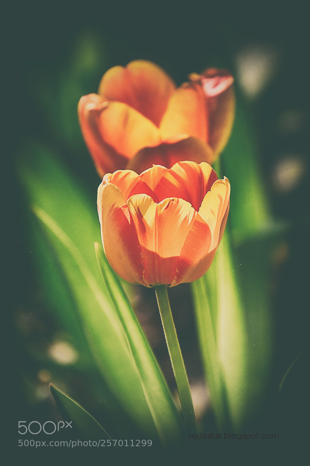 Nikon D5500 sample photo. Http redesiuk.blogspot.com 2018 05 photography