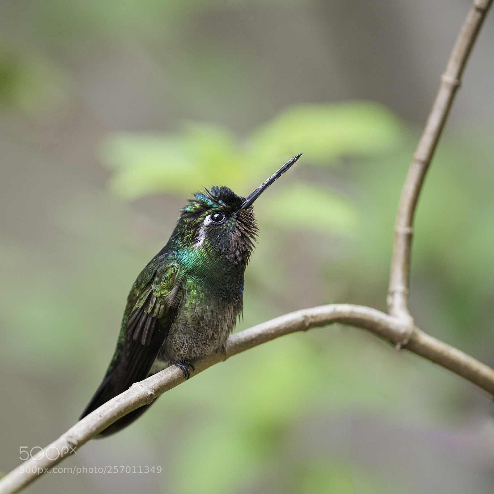 Nikon D800E sample photo. Lampornis calolaemus photography