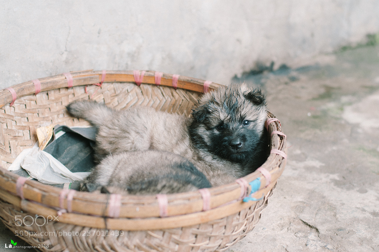 Nikon D300S sample photo. My dogs photography