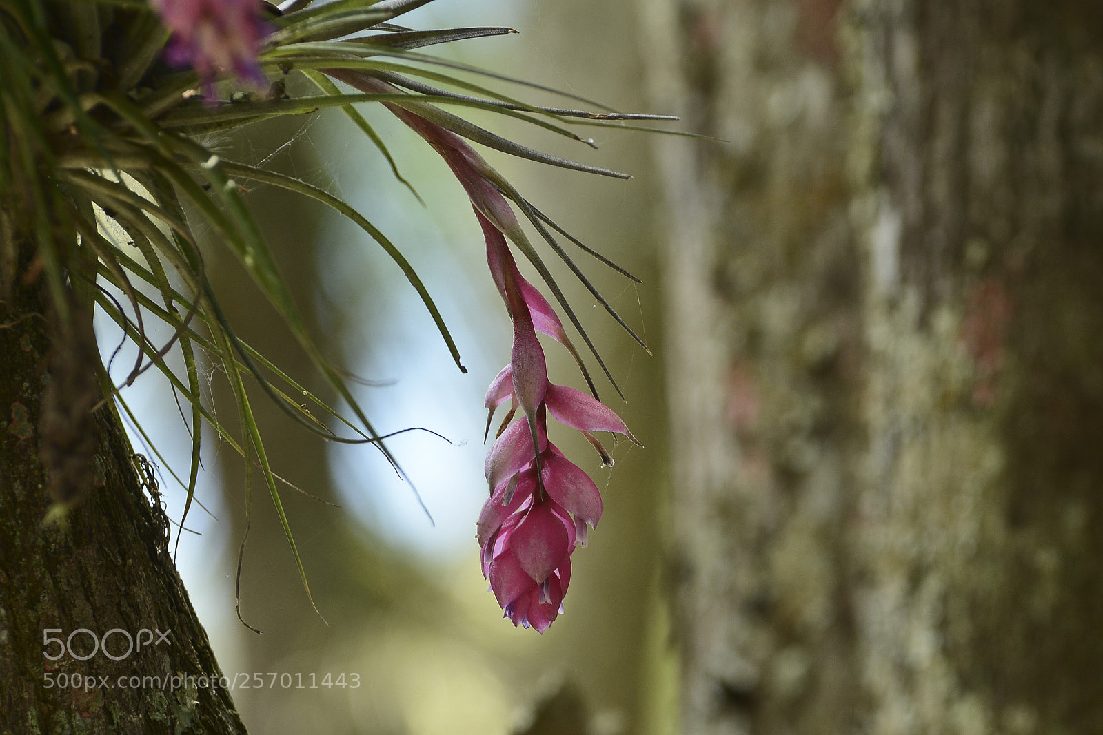 Nikon D7100 sample photo. Enfeitando a natureza. photography