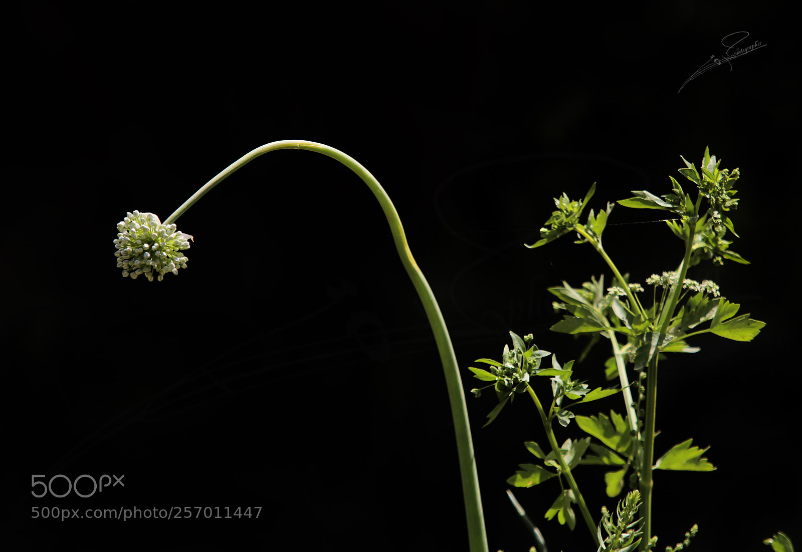 Canon EOS 6D sample photo. Untitled photography