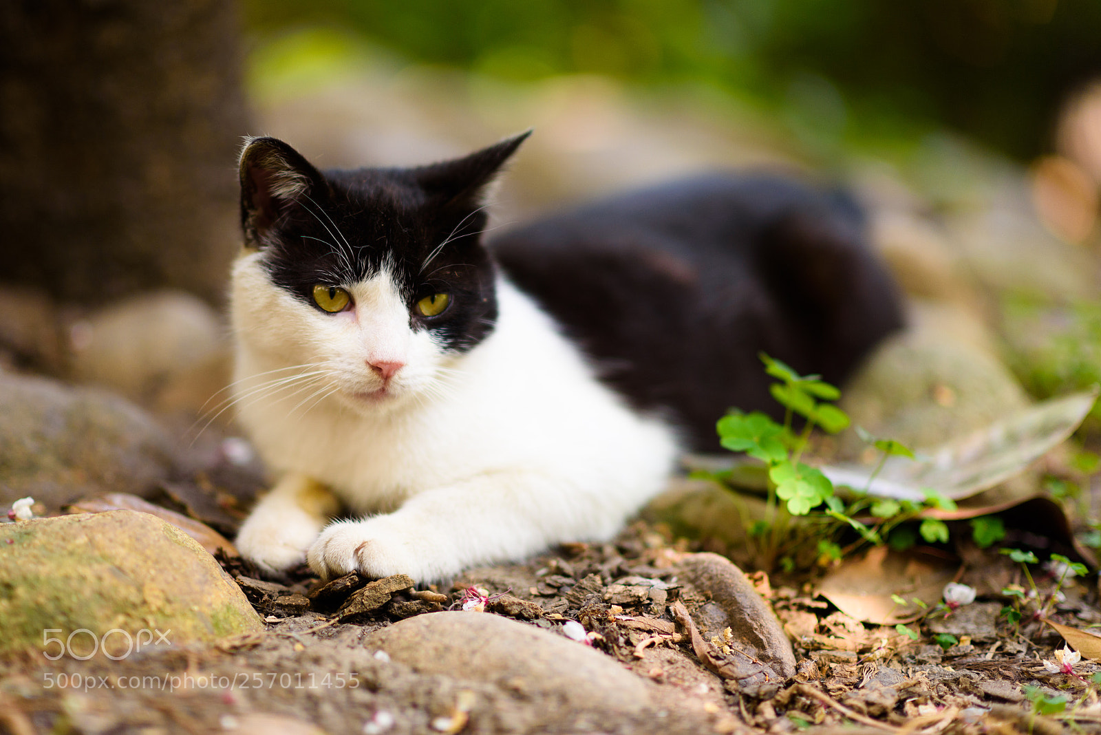 Nikon D750 sample photo. Cat photography