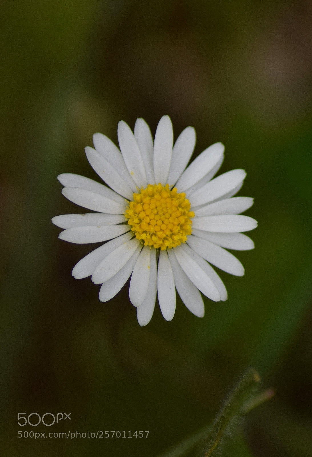 Nikon D3300 sample photo. Lonely photography