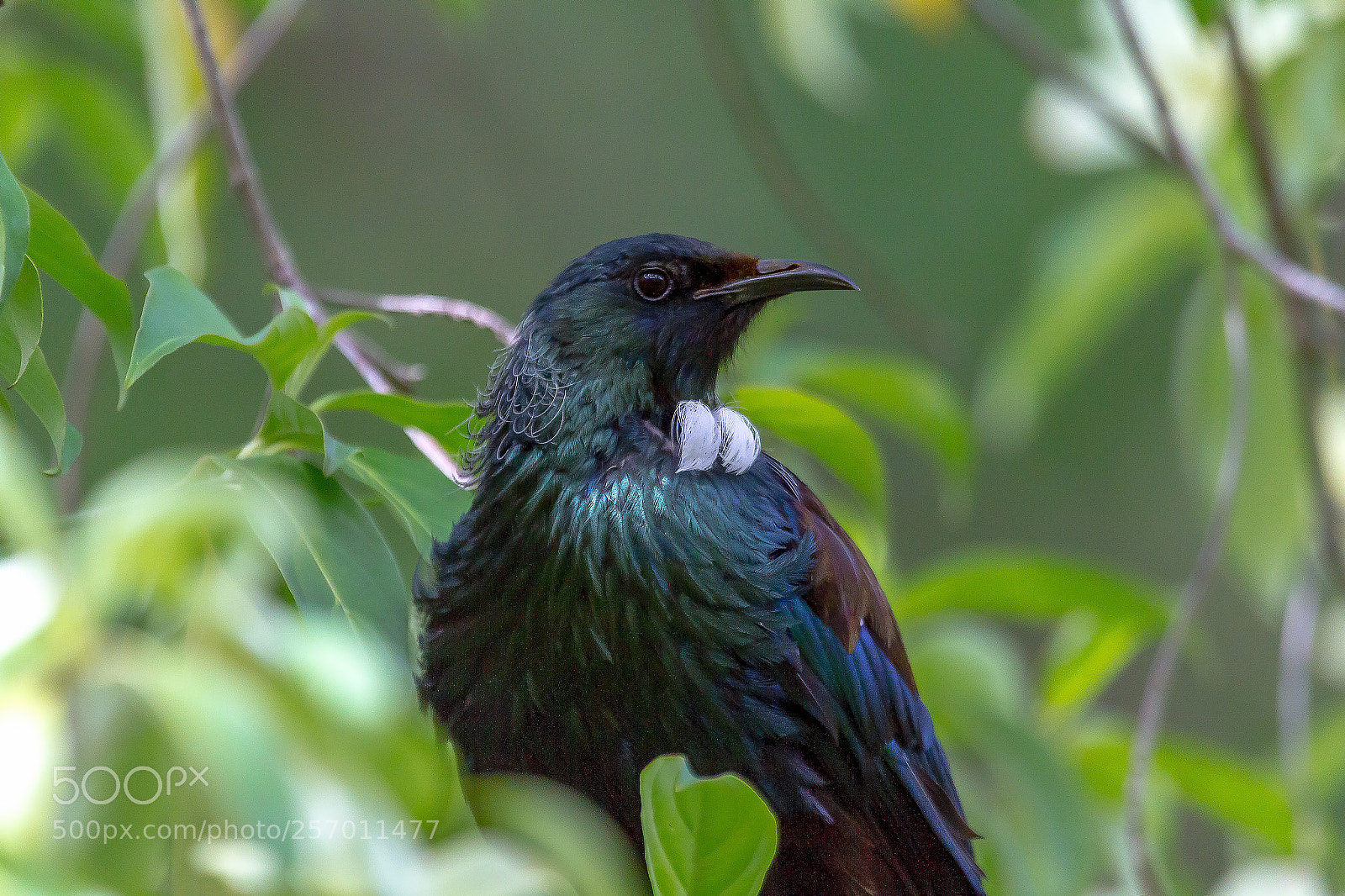 Canon EOS 7D sample photo. New zealand native tui photography