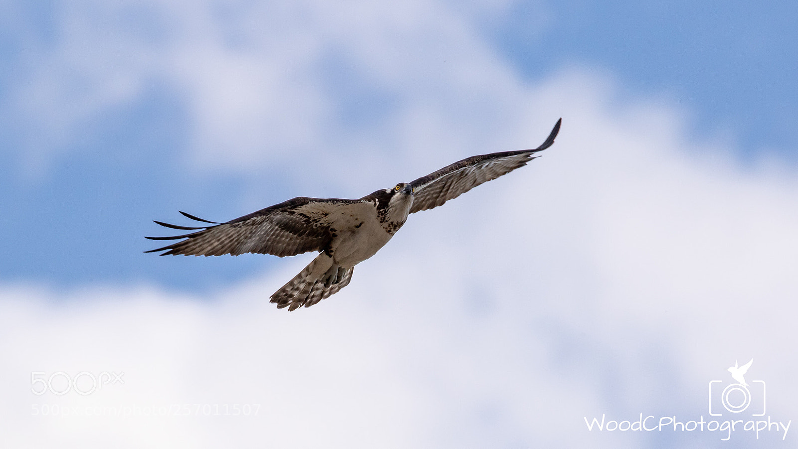 Canon EOS 7D Mark II sample photo. Osprey in flight photography