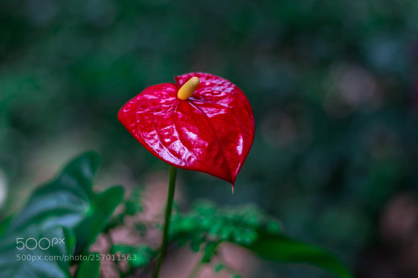 Canon EOS 700D (EOS Rebel T5i / EOS Kiss X7i) sample photo. Anthurium! photography