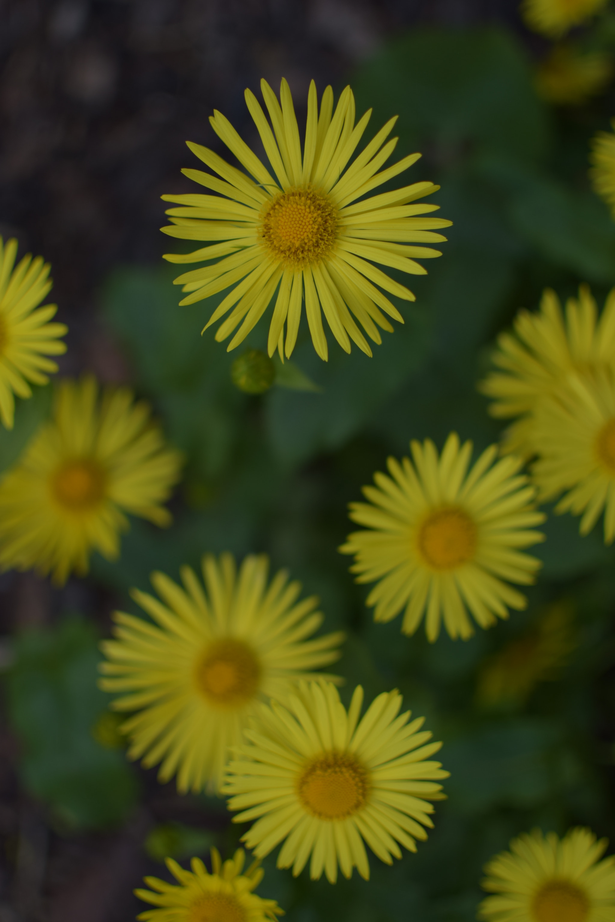 Nikon D5300 + Nikon AF-S DX Nikkor 35mm F1.8G sample photo. Yellow flower photography