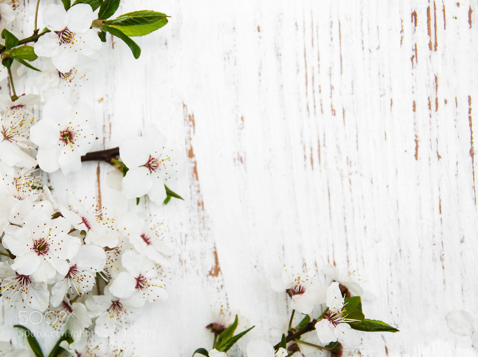 Nikon D90 sample photo. Spring blossom on wood photography