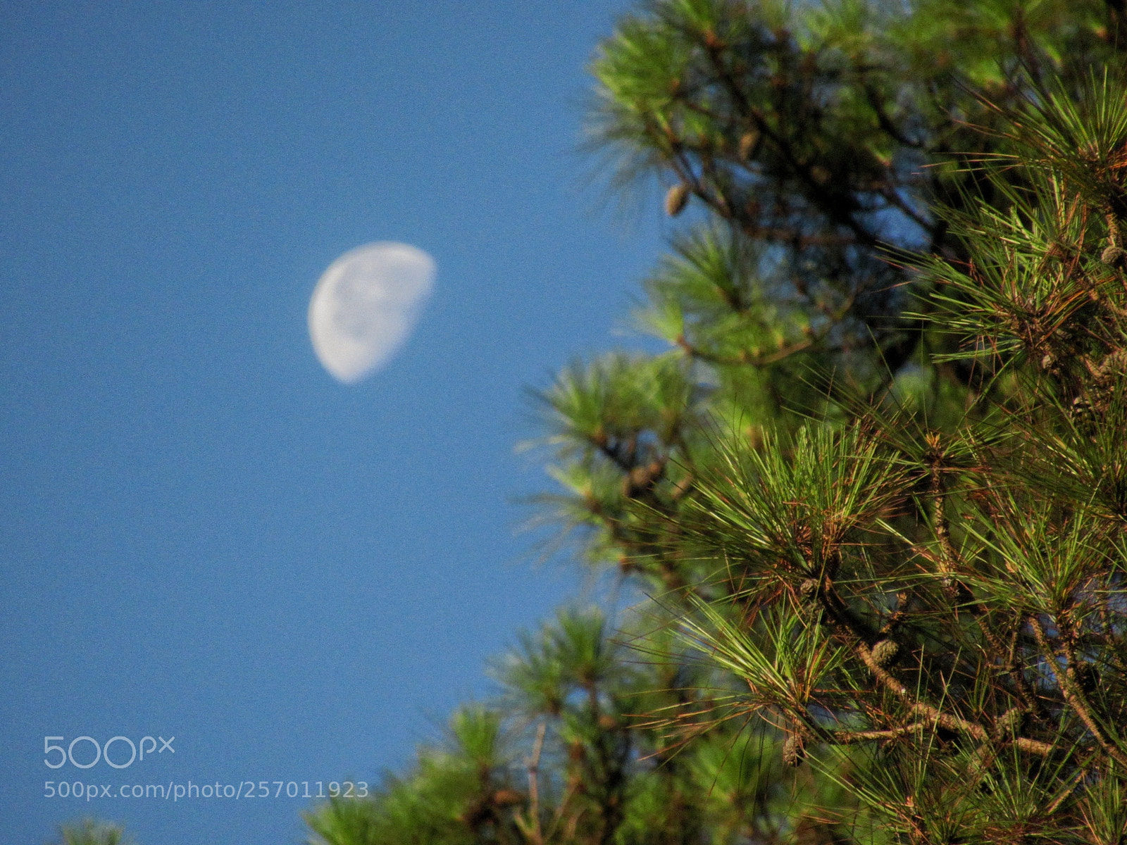 Canon PowerShot SX620 HS sample photo. Blurred moon photography
