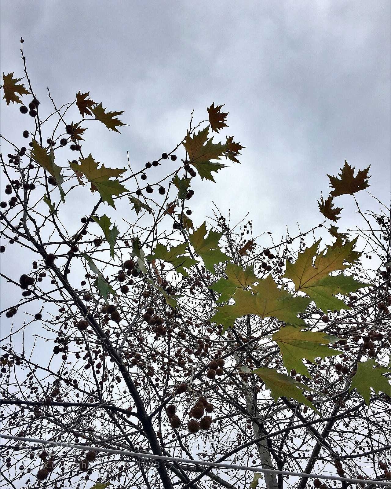 Apple iPhone 6s Plus sample photo. Fall photography