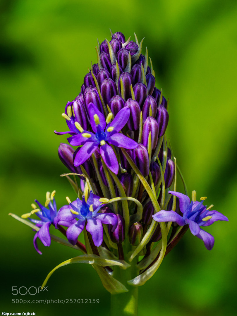 Sony a6000 sample photo. Purple flower photography