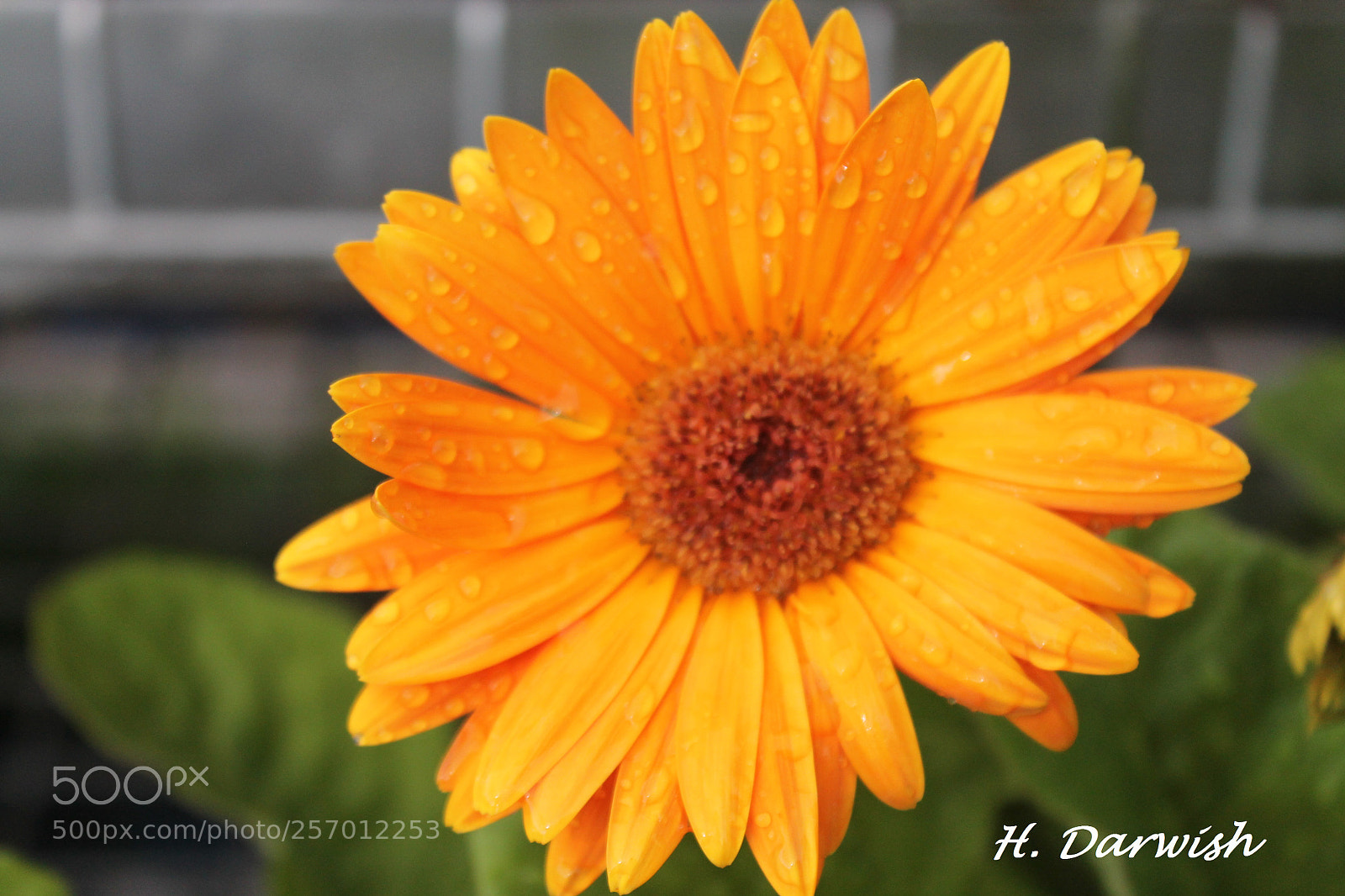 Canon EOS 1100D (EOS Rebel T3 / EOS Kiss X50) sample photo. Orange gerbera photography