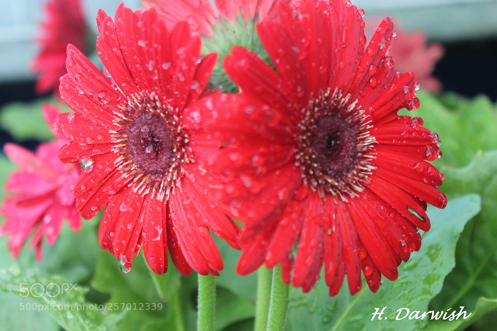 Canon EOS 1100D (EOS Rebel T3 / EOS Kiss X50) sample photo. Red gerbera photography