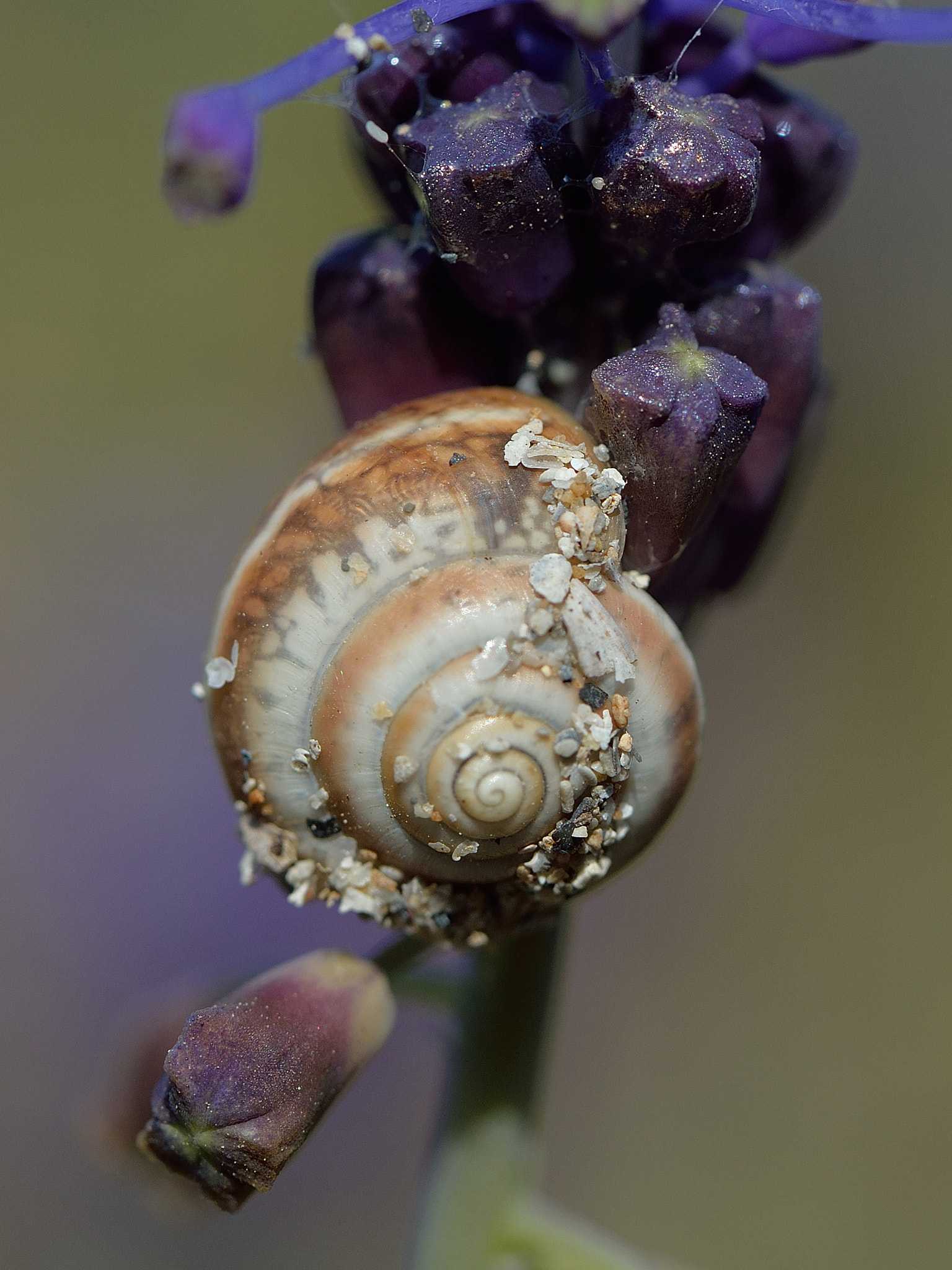 Nikon Df sample photo. Snail on the beach photography