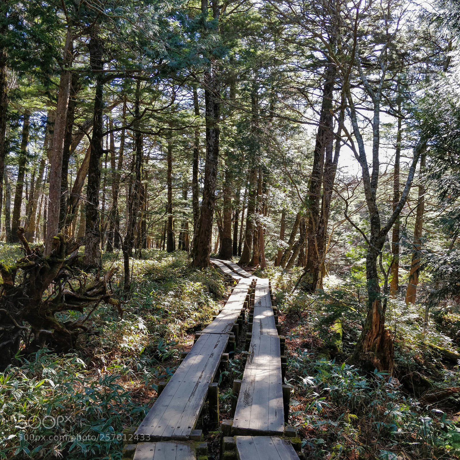 OnePlus 5 sample photo. Following the boardwalk photography