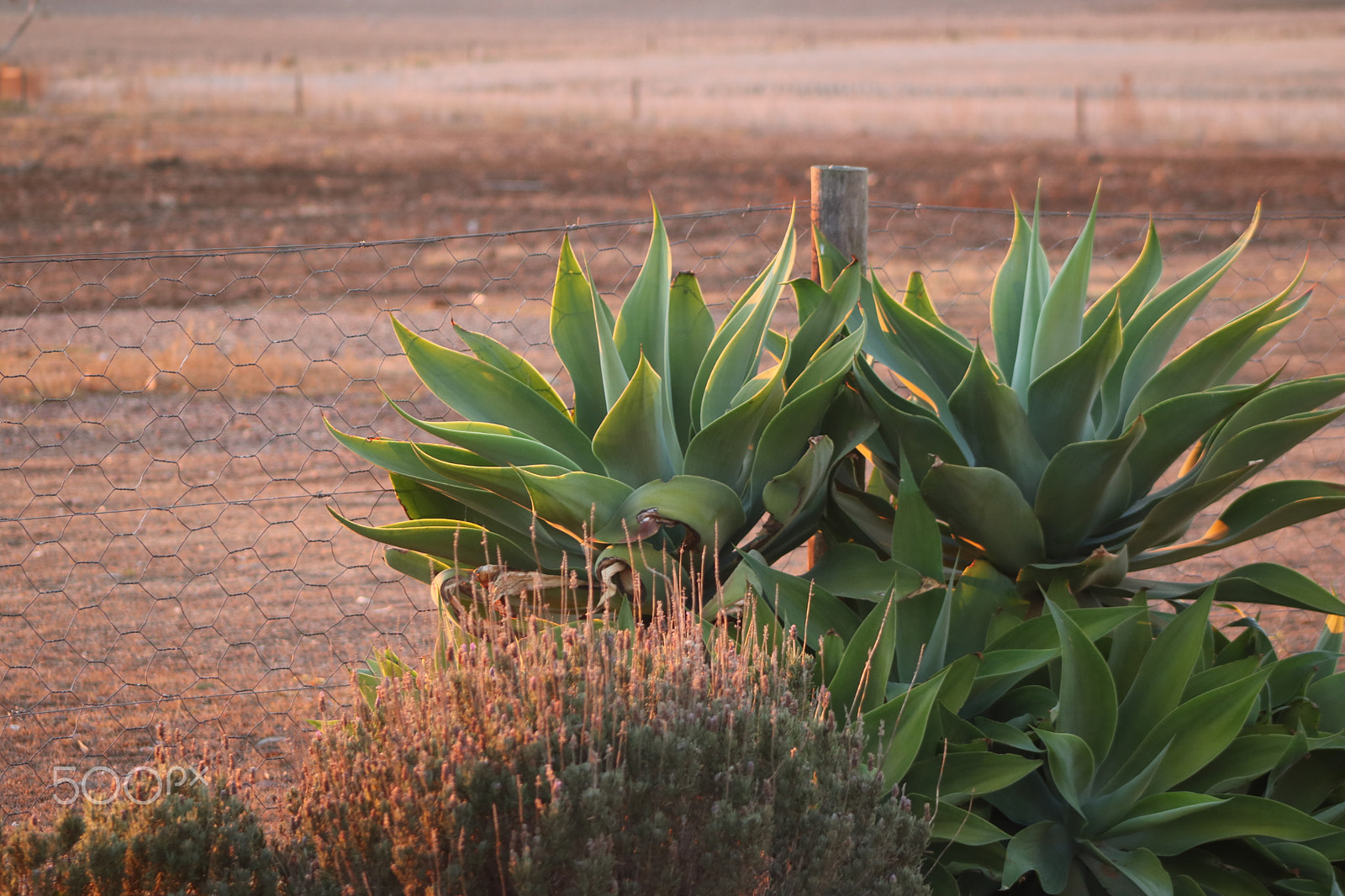 Canon EF 75-300mm f/4-5.6 sample photo. Middeldam bredasdorp photography
