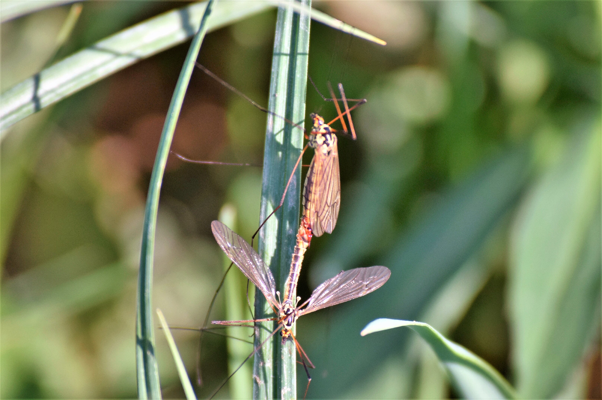 Nikon D3300 sample photo. Mating photography