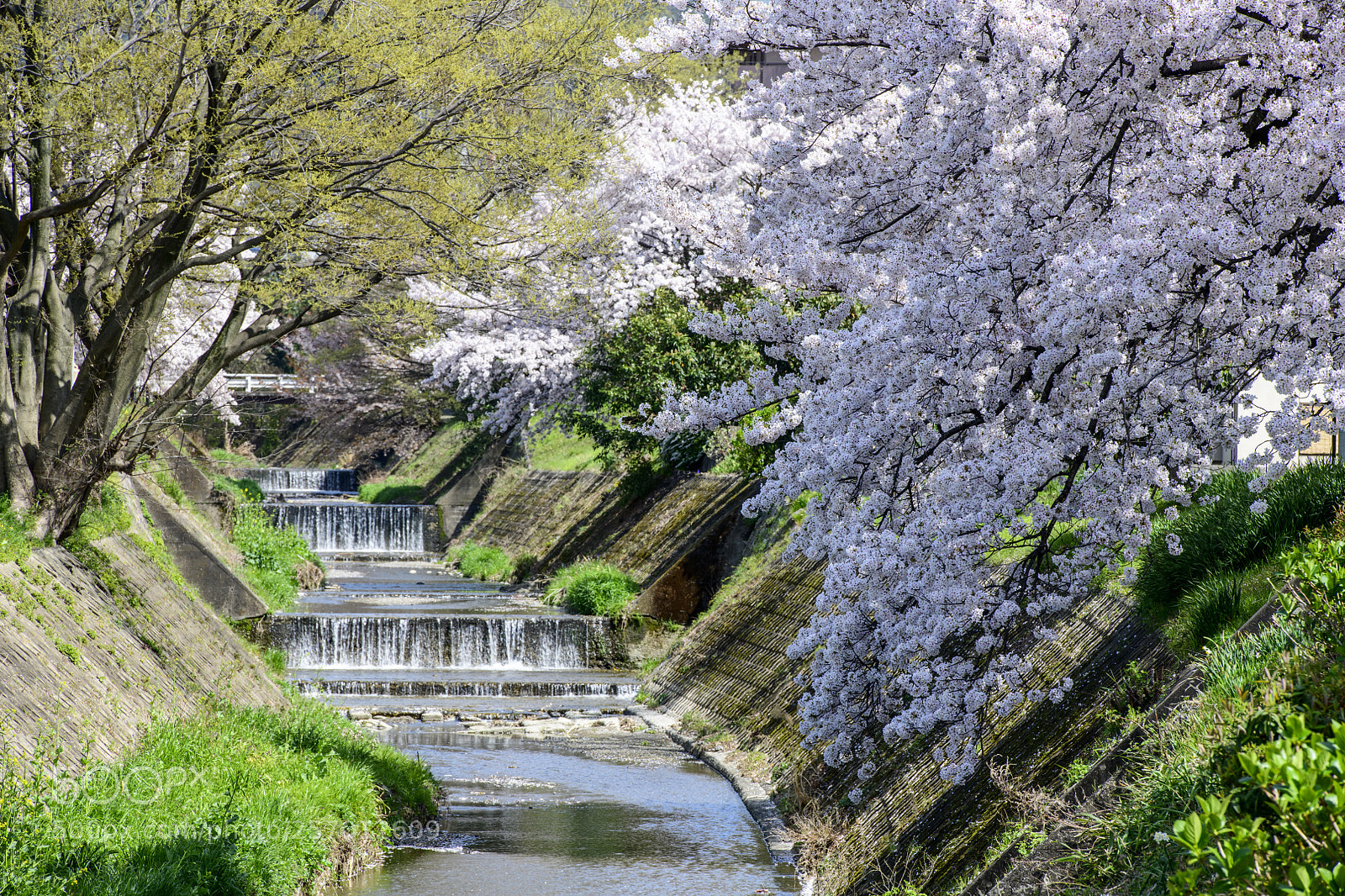Nikon D850 sample photo. Kyoto photography