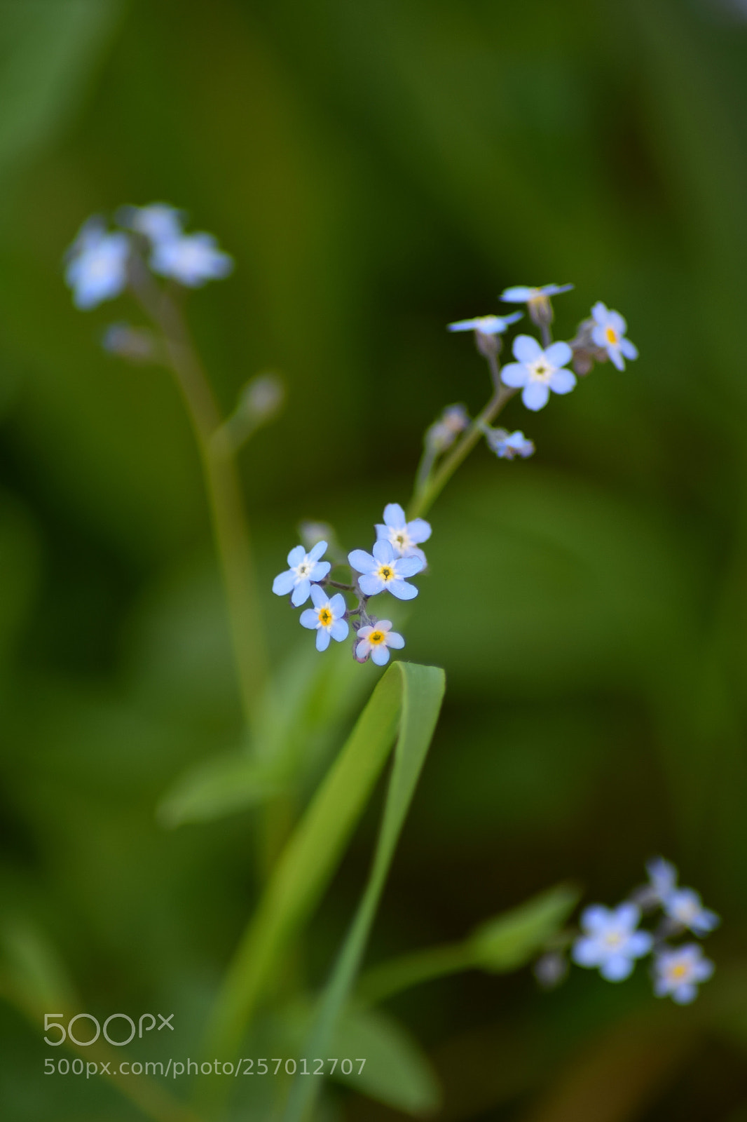 Nikon D3300 sample photo. Forget-me-not photography