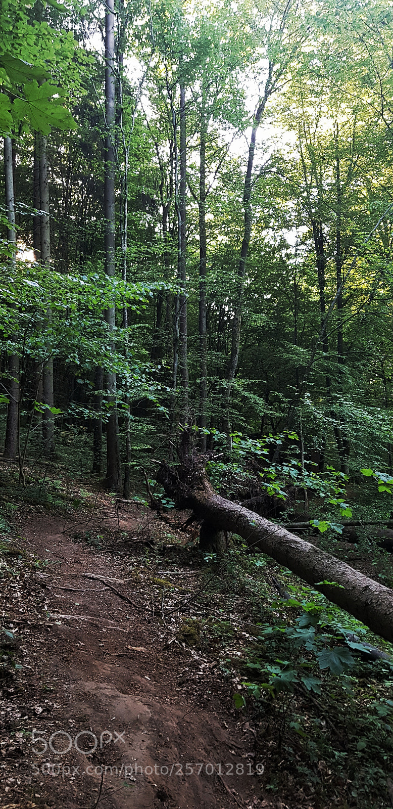 Samsung Galaxy S8 sample photo. Untitled photography