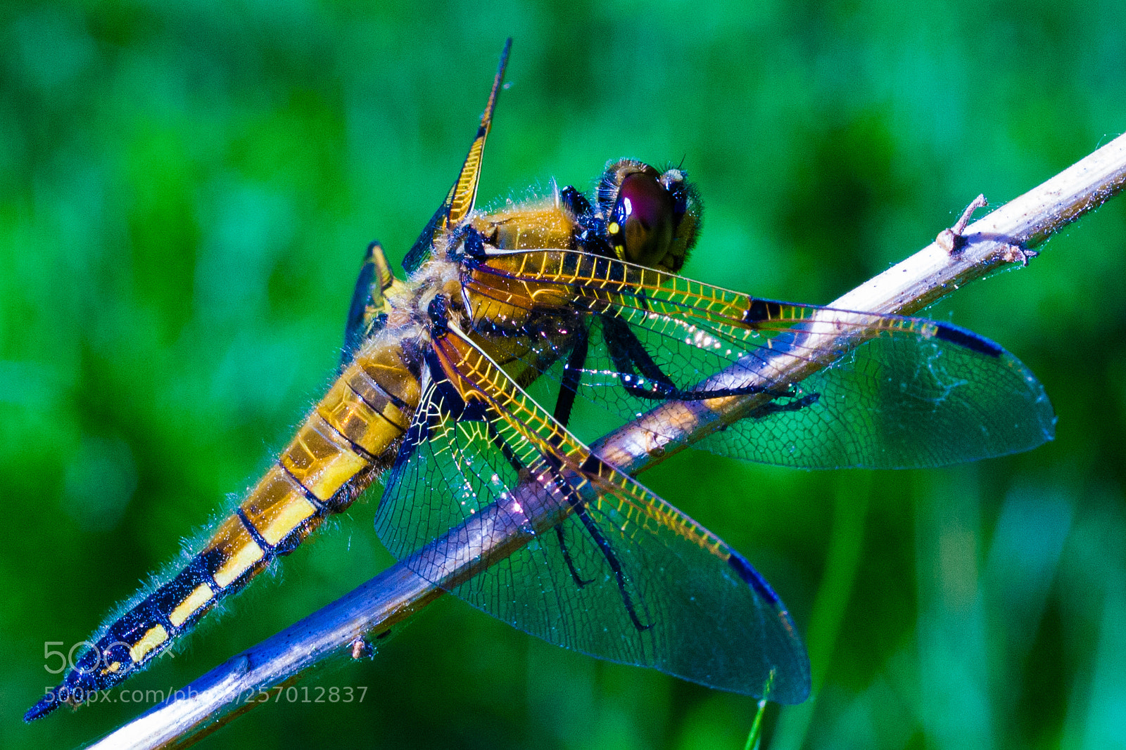 Canon EOS 1000D (EOS Digital Rebel XS / EOS Kiss F) sample photo. Dragonfly photography