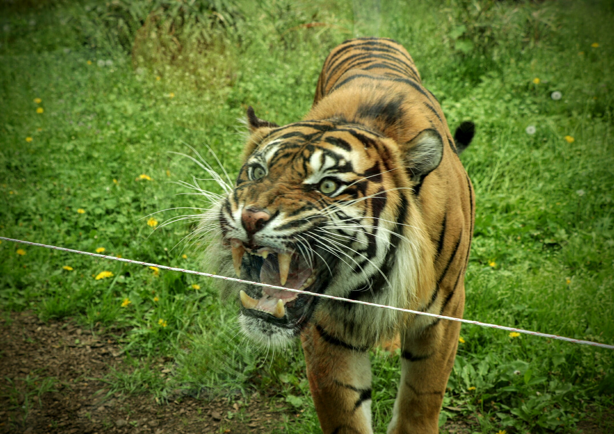 Canon EOS 77D (EOS 9000D / EOS 770D) sample photo. Fearsome even in cage.. photography