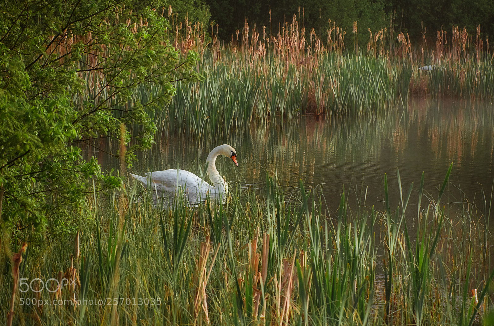 Canon EOS 7D sample photo. On a quiet pond photography