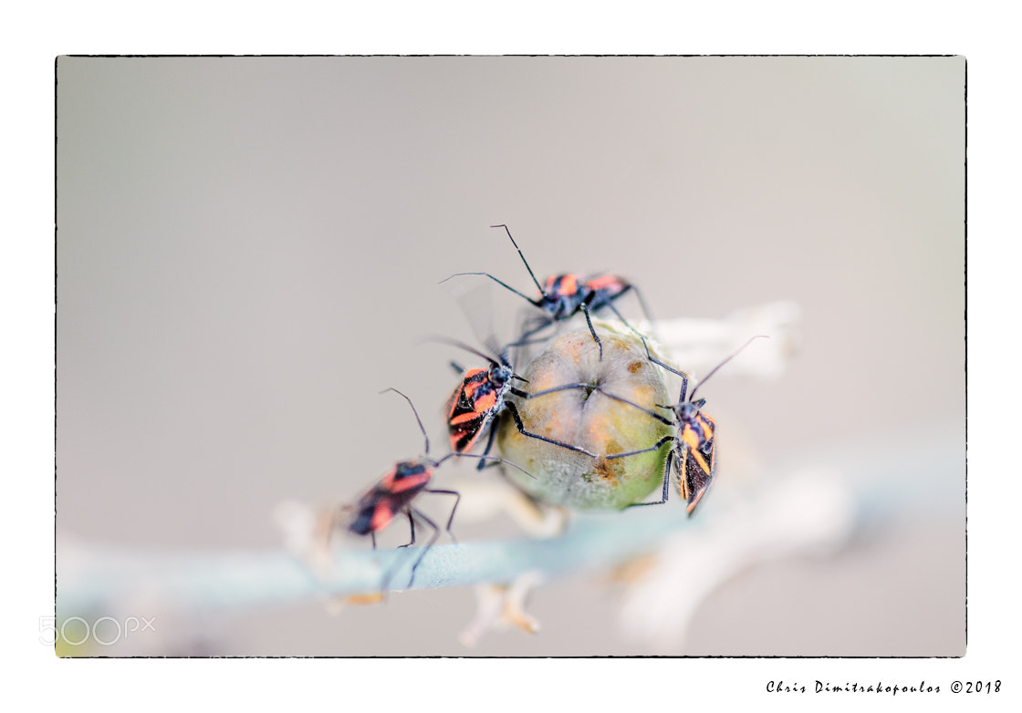 Nikon D7000 sample photo. Occupied photography