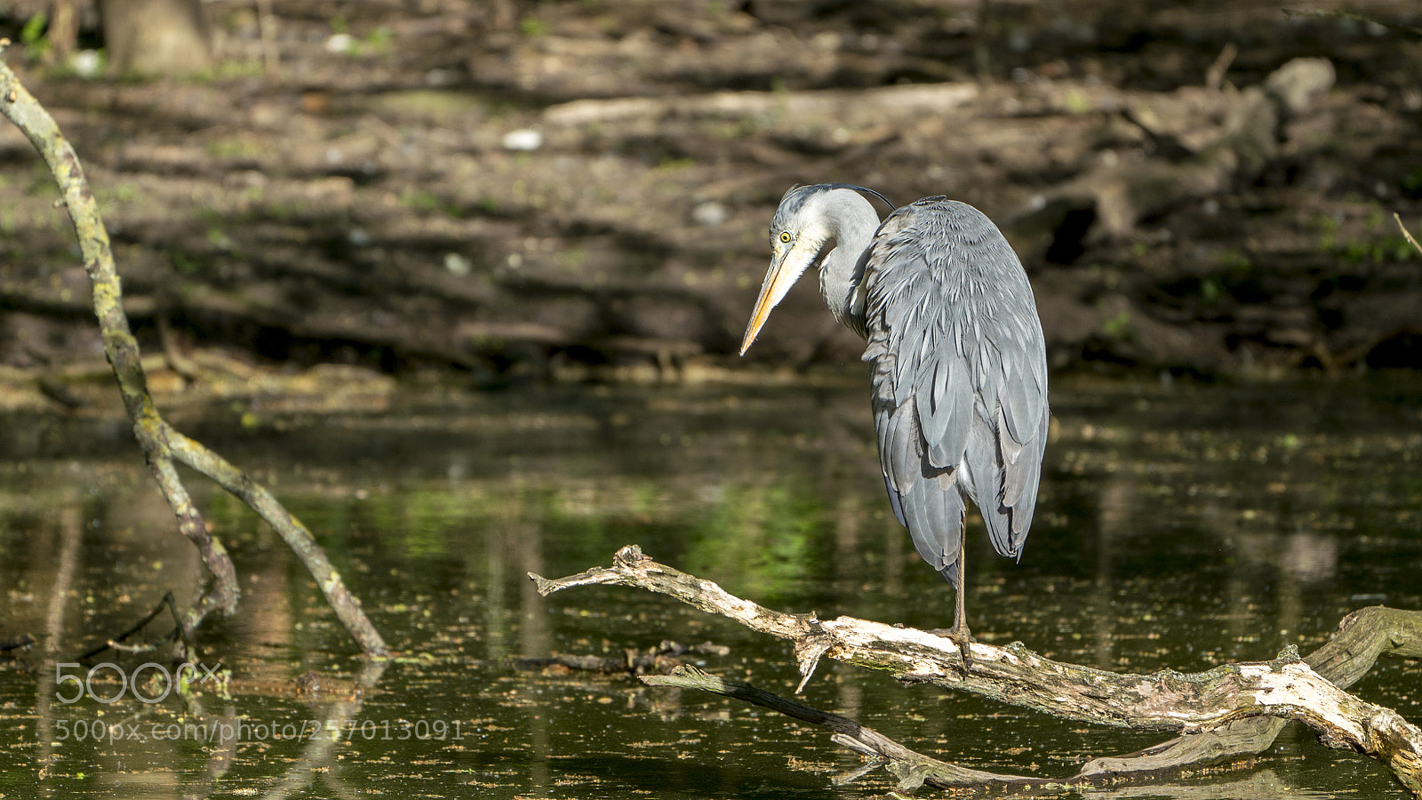 Sony a7R III sample photo. Heron photography