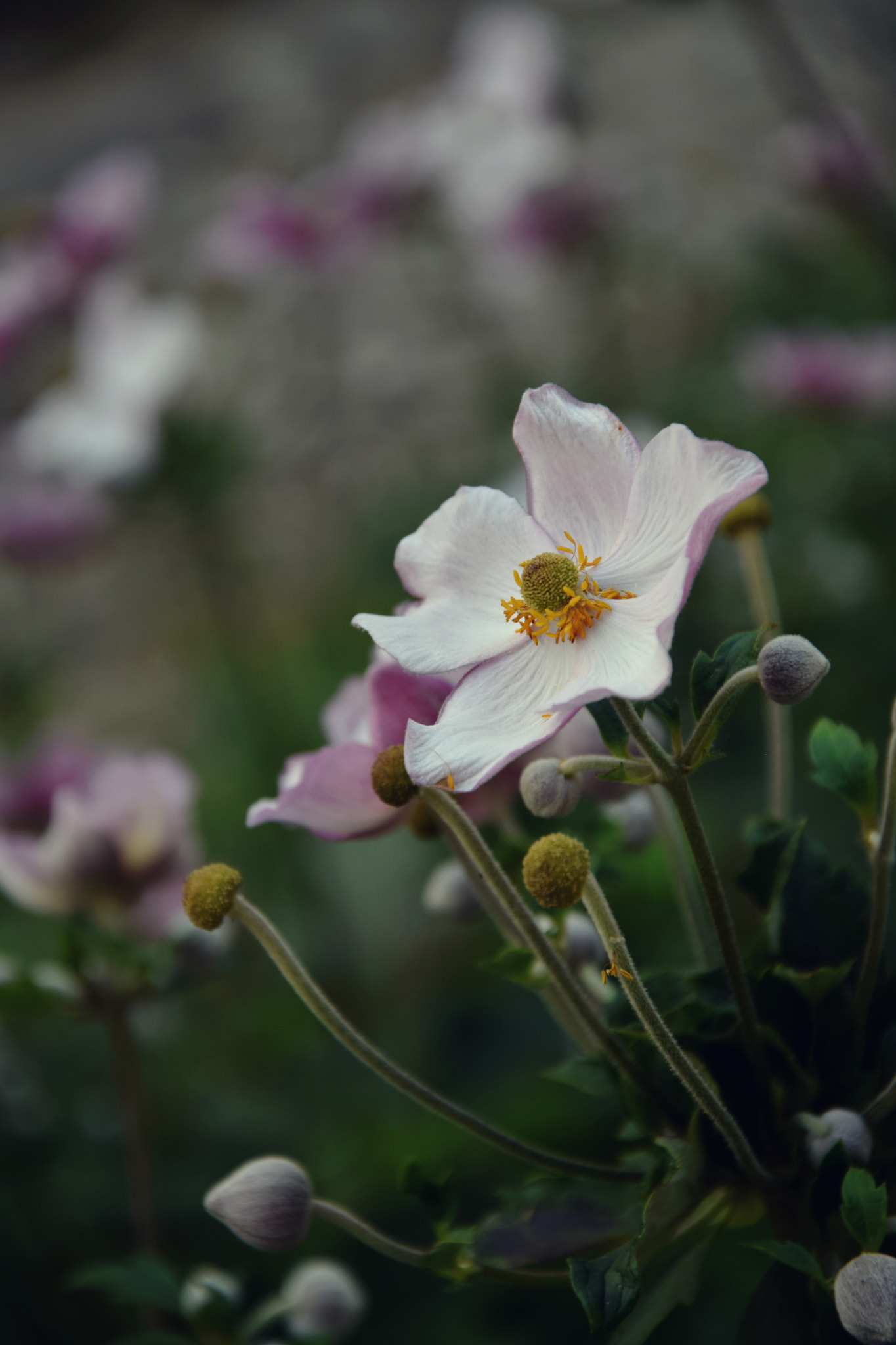 Nikon D3300 sample photo. Flower photography