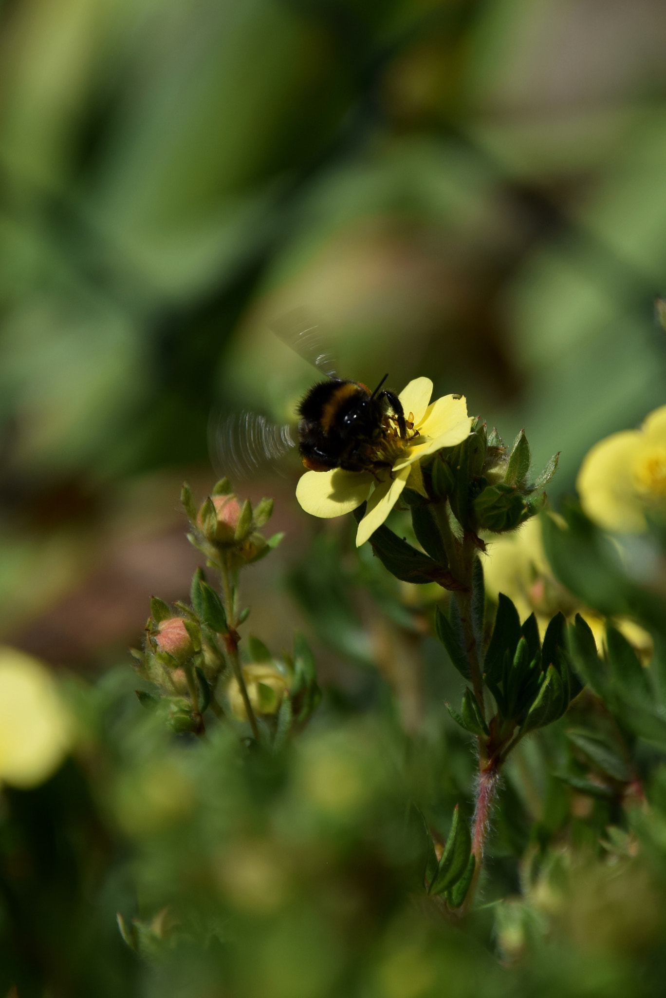 Nikon D3300 sample photo. Bumblebee photography