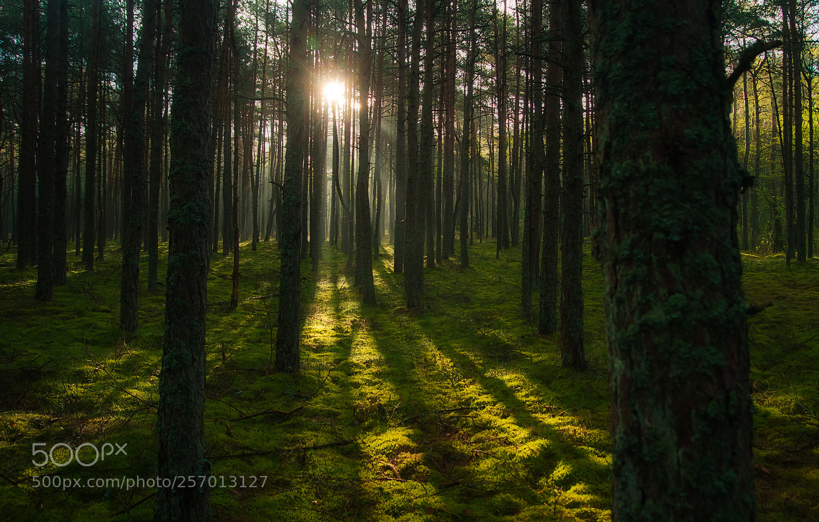 Canon EOS 7D sample photo. Morning forest curonian spit photography