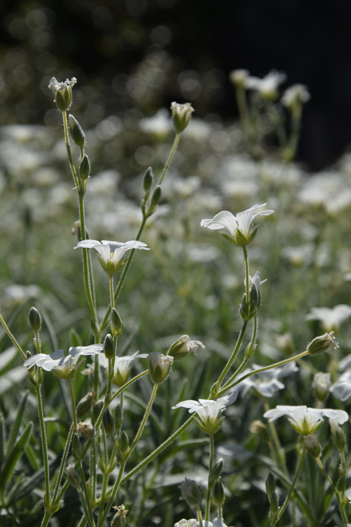 Nikon D3300 sample photo. Bokeh photography