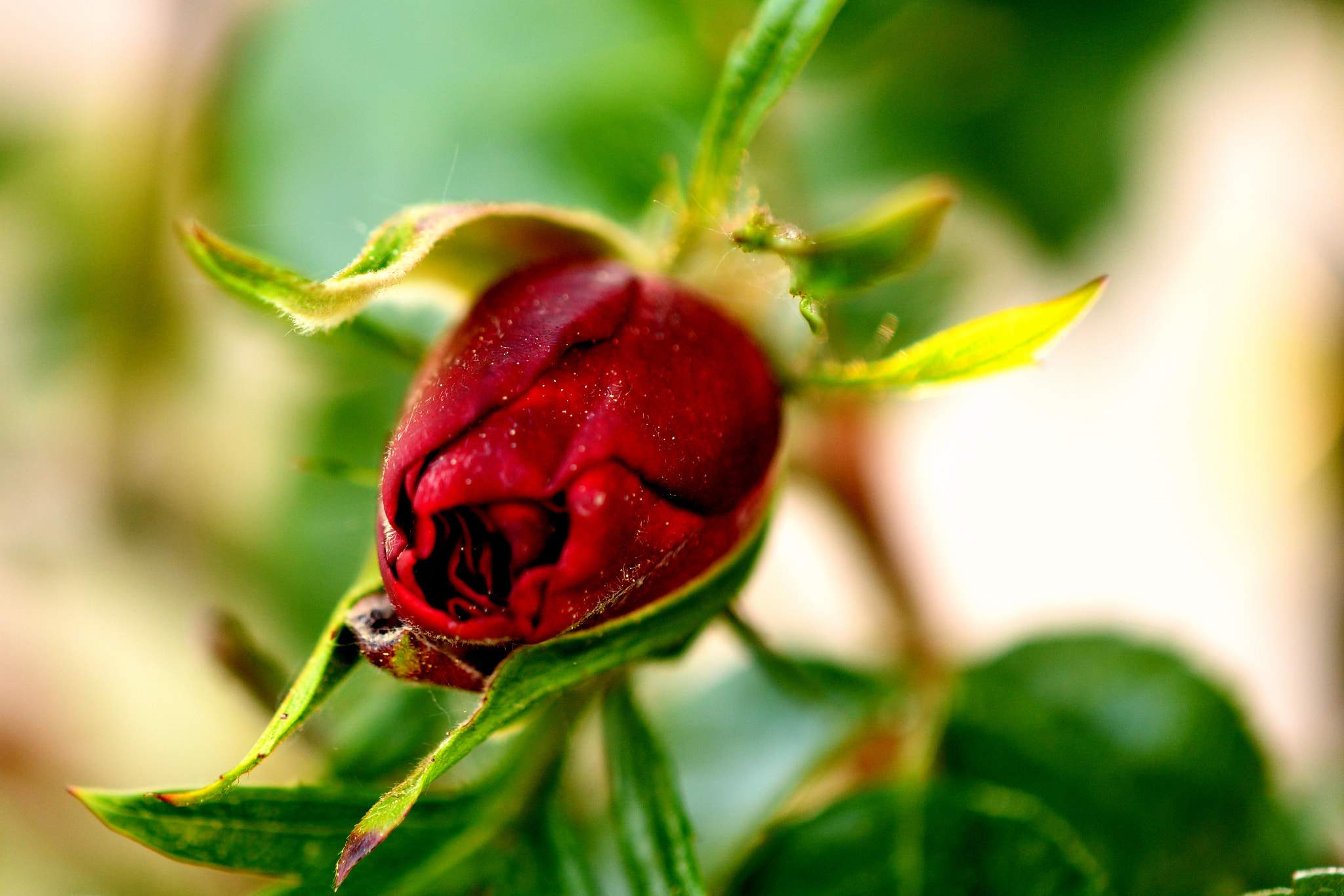 Nikon AF-S DX Micro-Nikkor 85mm F3.5G ED VR sample photo. Rose.jpg photography