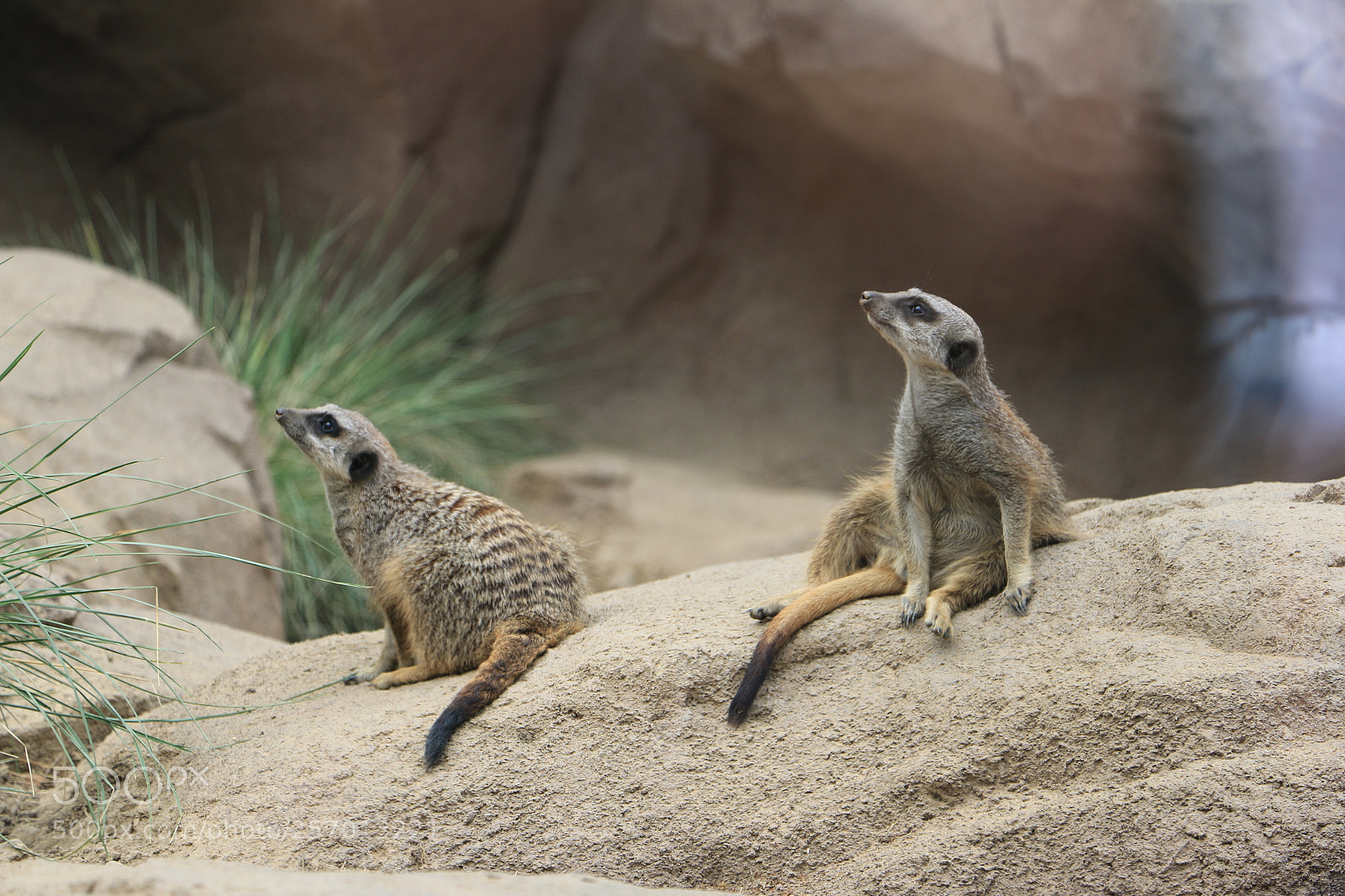 Canon EOS 70D sample photo. Suricati - suricata suricatta photography