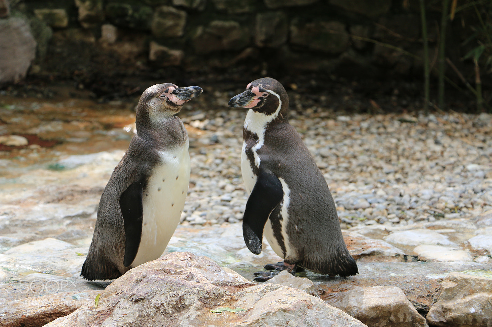 Canon EOS 70D sample photo. Pinguini di humboldt photography